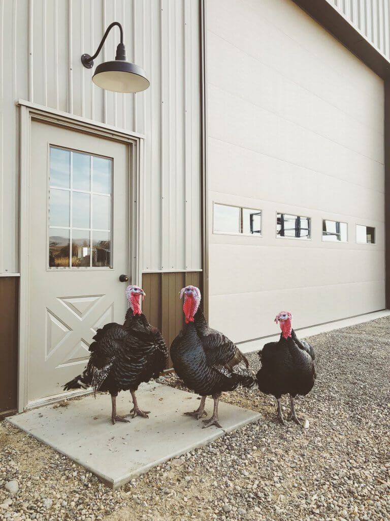 Steel Lighting Co The Gardena wall light fixture in black outside on shop on a farm